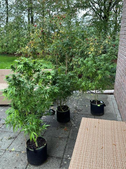 RQS Saplings Clones. Week 3