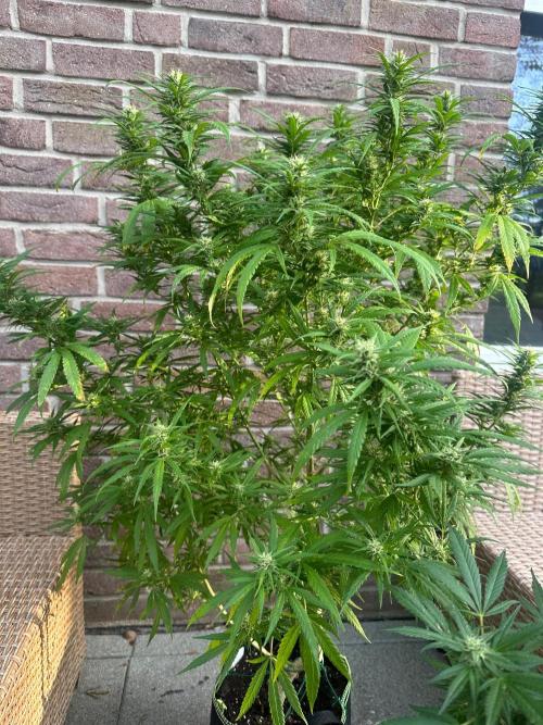 RQS Saplings Clones. Week 3