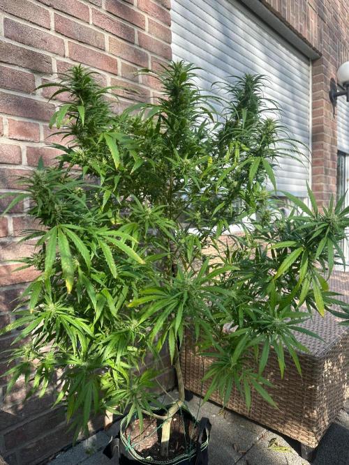 RQS Saplings Clones. Week 3
