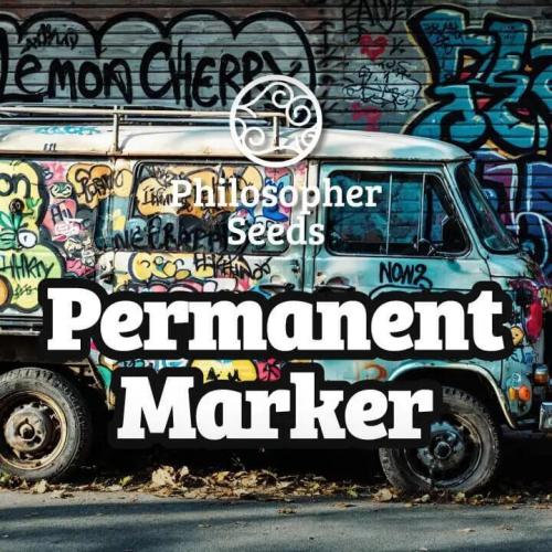 Cookie and Creamy Gaz 🍂🍪. Week 0 - Permanent Marker - Philosopher Seeds