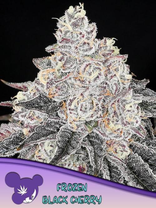 Cookie and Creamy Gaz 🍂🍪. Week 0 - Frozen Black Cherry - Anesia Seeds