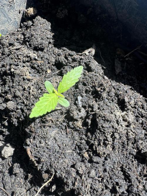 First Grow in a tent EVARR. Week 1 - Either it’ s the Goat’lato  or Orion 