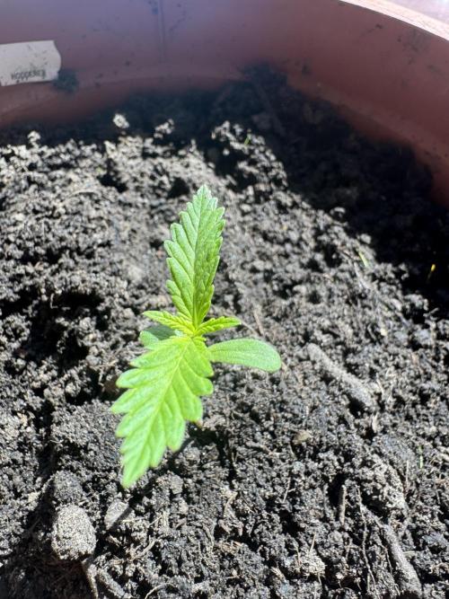 First Grow in a tent EVARR. Week 1 - Ms Tropicana 