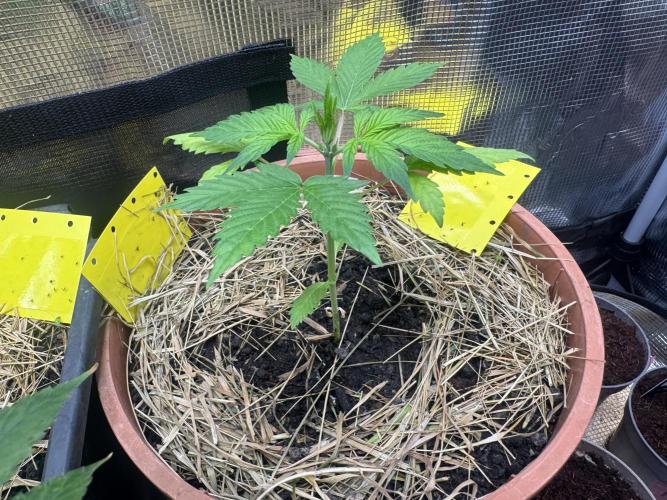 First Grow in a tent EVARR. Week 3 - This is Mrs. Tropicana cookies having some slight issues because of the very potent soil.