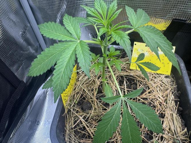 First Grow in a tent EVARR. Week 3 - This is Mrs. Goat’lato
