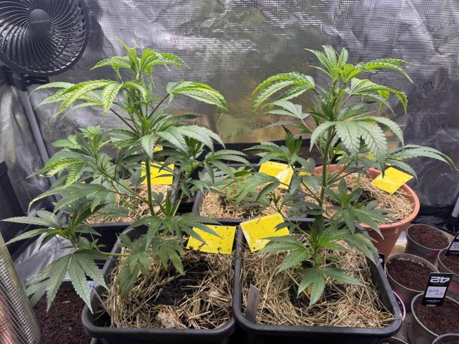 First Grow in a tent EVARR. Week 3 - And the green gelato guys are still hanging out sometime waiting for good weather outside  