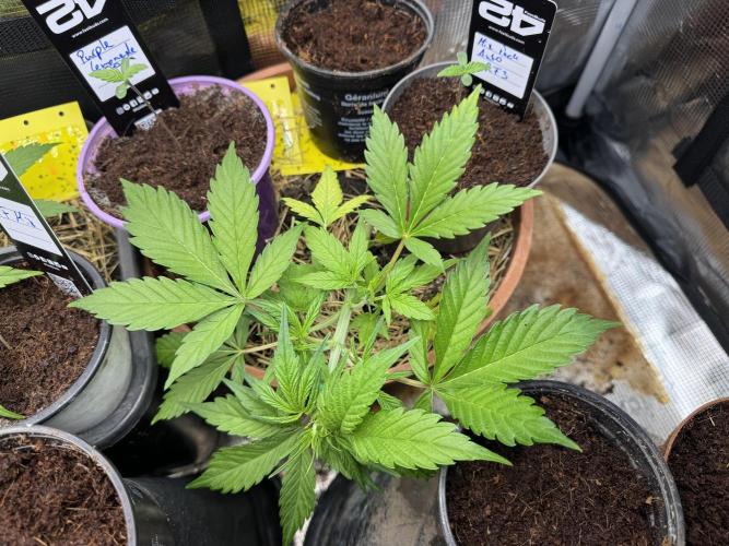 First Grow in a tent EVARR. Week 4