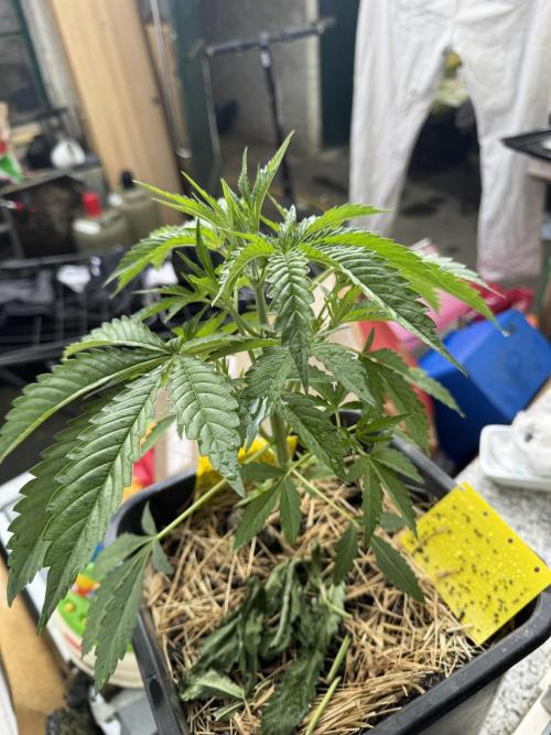 First Grow in a tent EVARR. Week 4 - First glance for the green gelato guys