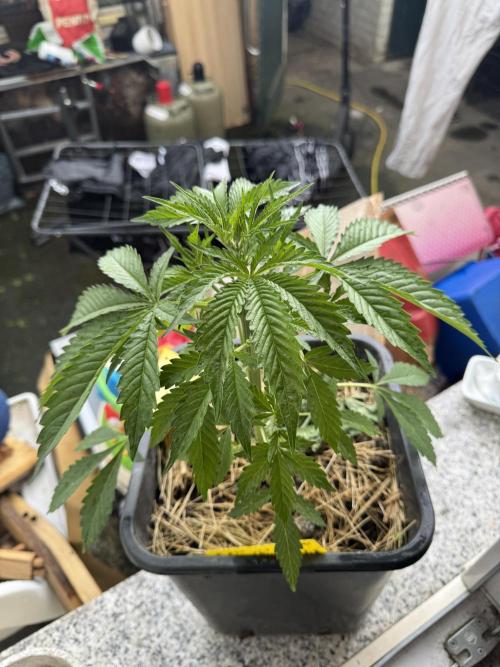 First Grow in a tent EVARR. Week 4 - Give me that PRANA 🌞