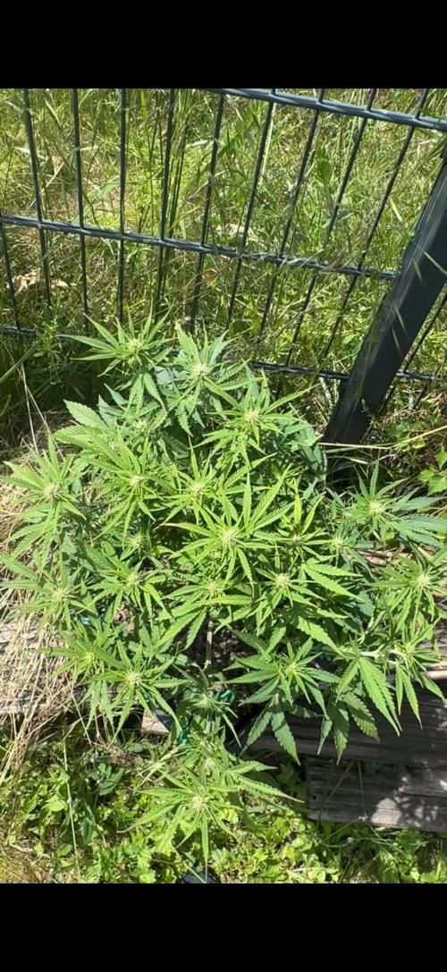 First Grow in a tent EVARR. Week 5 - Saving energy by using the SunSaving energy by using the Sun Orion F1
