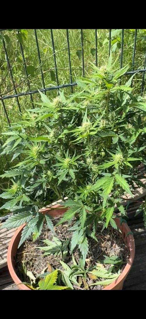 First Grow in a tent EVARR. Week 5 - Goat’lato