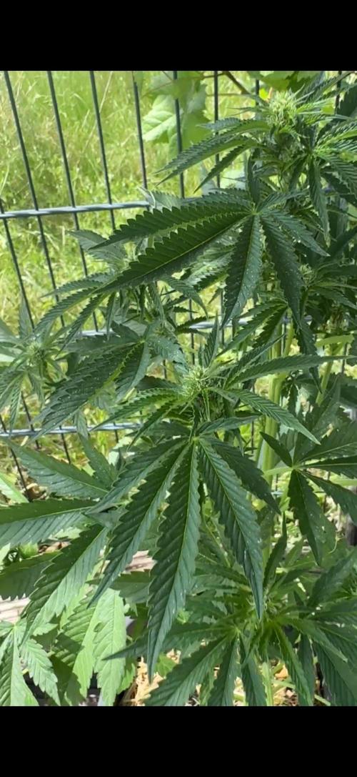 First Grow in a tent EVARR. Week 5 - Tropicana Cookies 