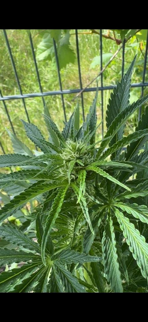 First Grow in a tent EVARR. Week 5 - Tropicana close up 