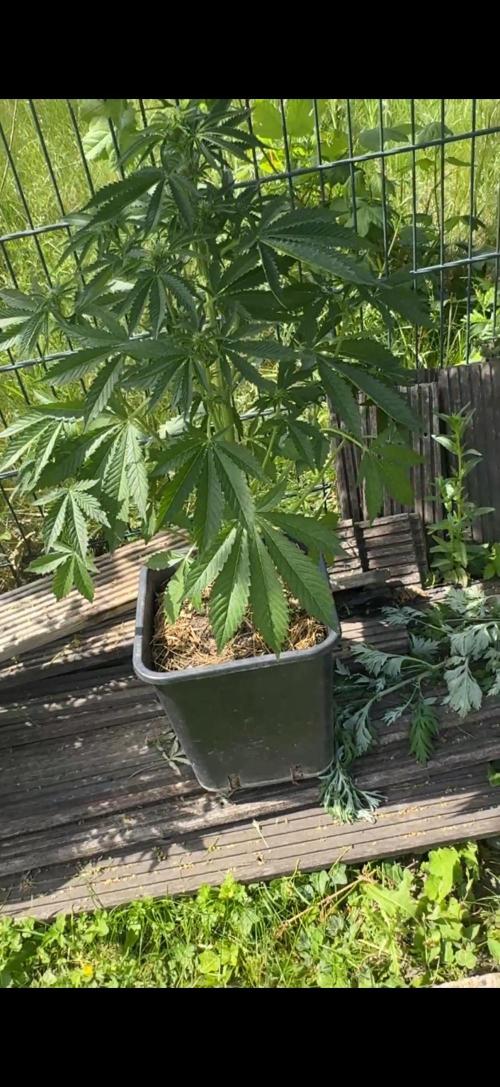 First Grow in a tent EVARR. Week 5 - Tropicana 