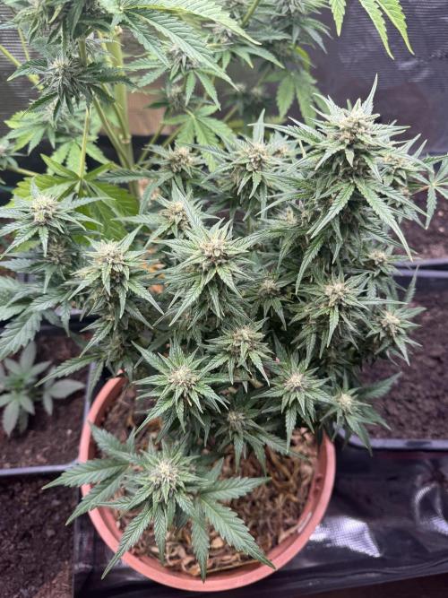First Grow in a tent EVARR. Week 6 - Goat’lato 🐐