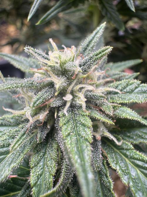 First Grow in a tent EVARR. Week 6 - 🐐 goat