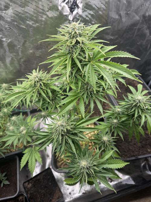 First Grow in a tent EVARR. Week 6 - Tropicana Cookies 