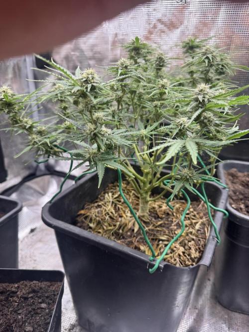 First Grow in a tent EVARR. Week 6 - Orion