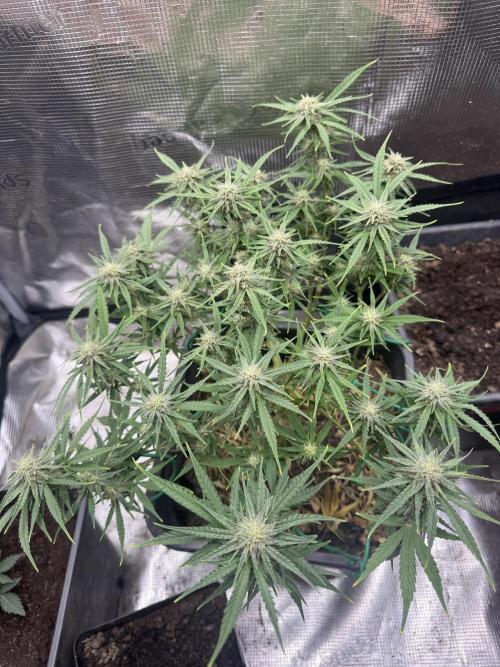 First Grow in a tent EVARR. Week 6 - Orion