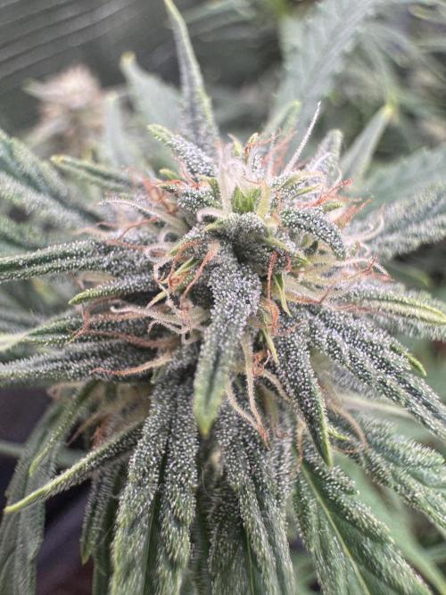 First Grow in a tent EVARR. Week 6 - Orion 