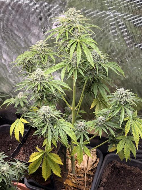 First Grow in a tent EVARR. Week 6 - Tropicana 