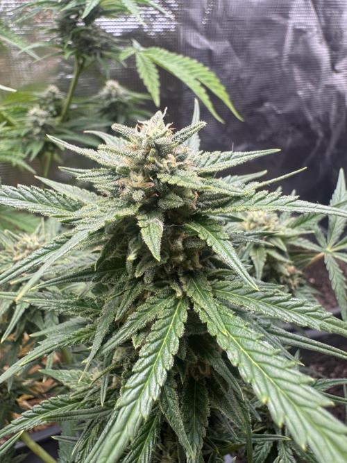 First Grow in a tent EVARR. Week 6