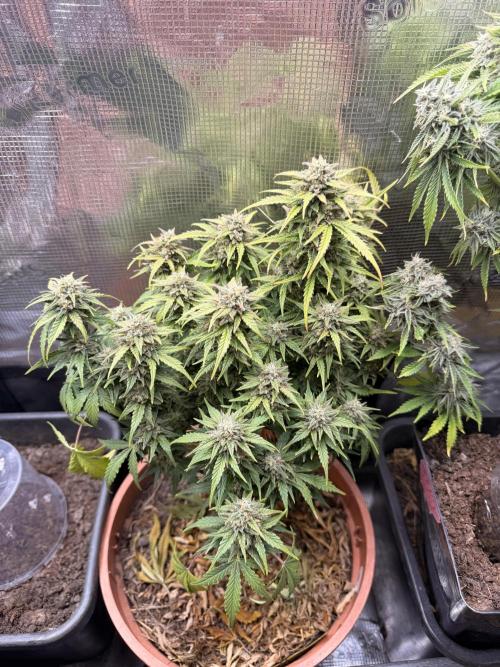 First Grow in a tent EVARR. Week 7
