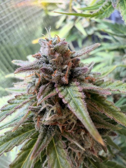 First Grow in a tent EVARR. Week 7
