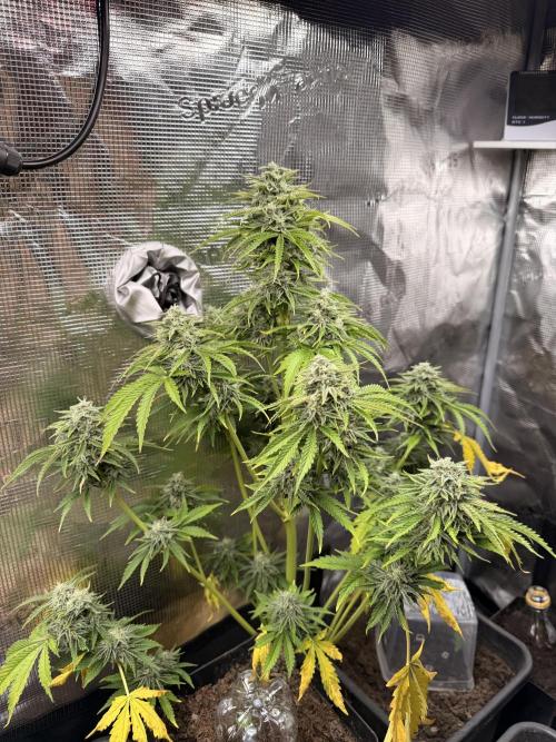 First Grow in a tent EVARR. Week 8