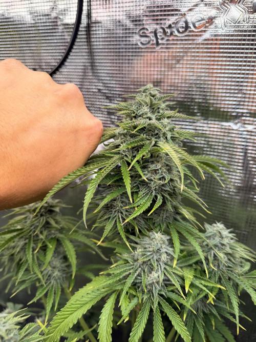 First Grow in a tent EVARR. Week 8