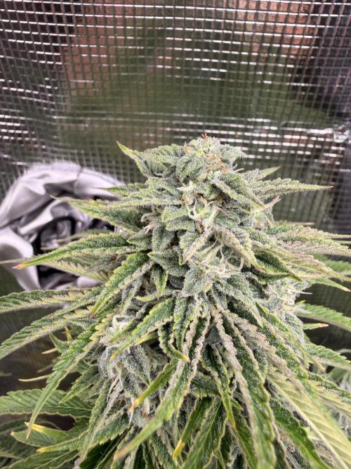 First Grow in a tent EVARR. Week 8