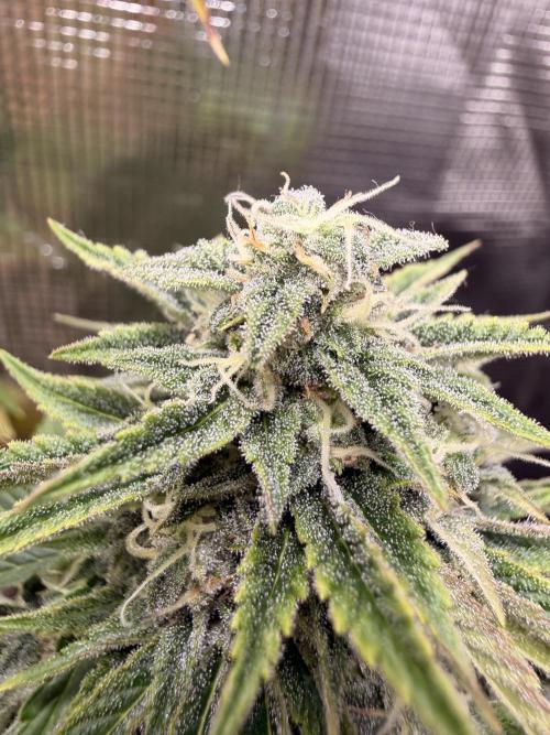 First Grow in a tent EVARR. Week 8