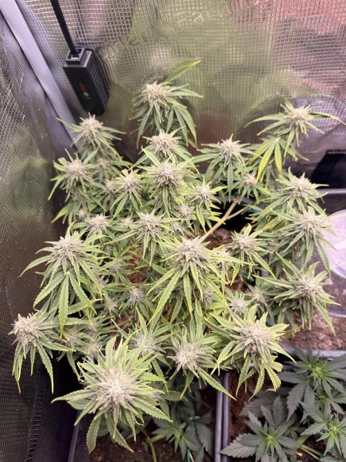First Grow in a tent EVARR. Week 9