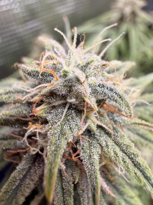 First Grow in a tent EVARR. Week 9