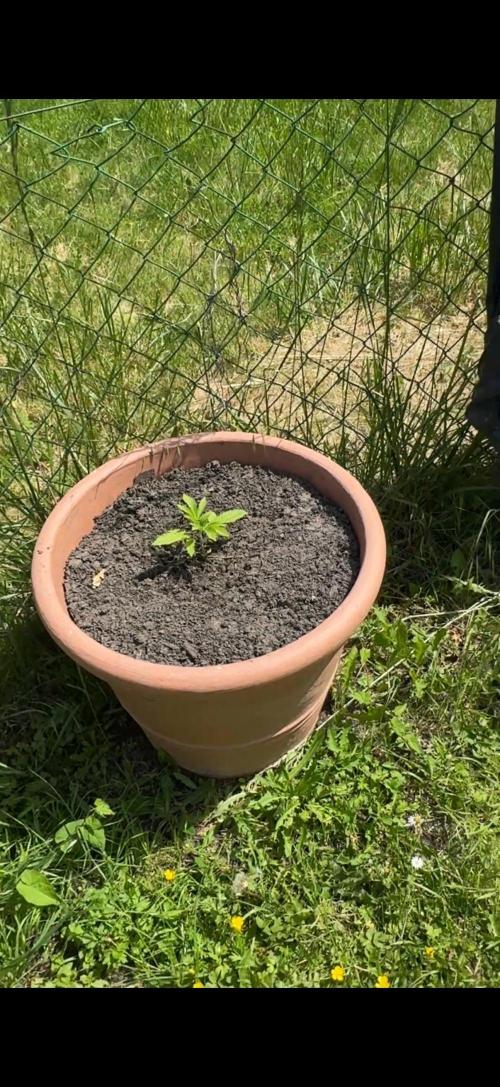 Garden Grow 2026 Go big or go home. Week 2 - Gary Sherbet 