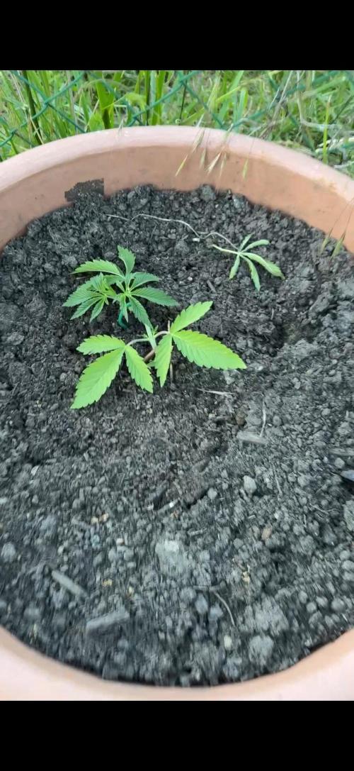 Garden Grow 2026 Go big or go home. Week 2 - Purple lemonade 💜🍋