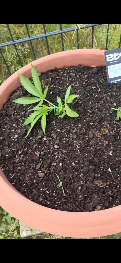 Garden Grow 2026 Go big or go home. Week 1 - Purple Lemonade 