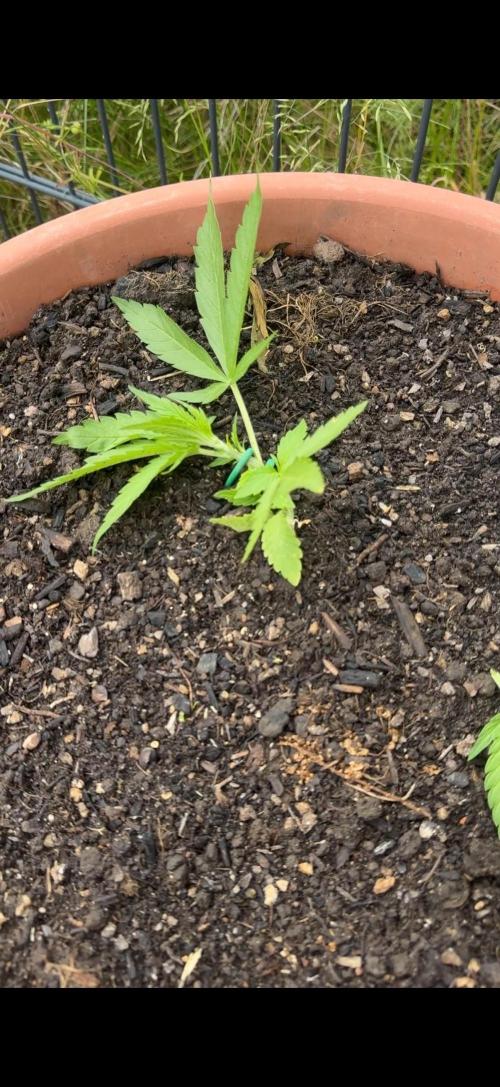 Garden Grow 2026 Go big or go home. Week 1 - Purple Lemonade 