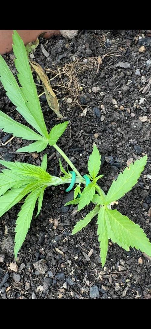 Garden Grow 2026 Go big or go home. Week 1 - Purple Lemonade 
