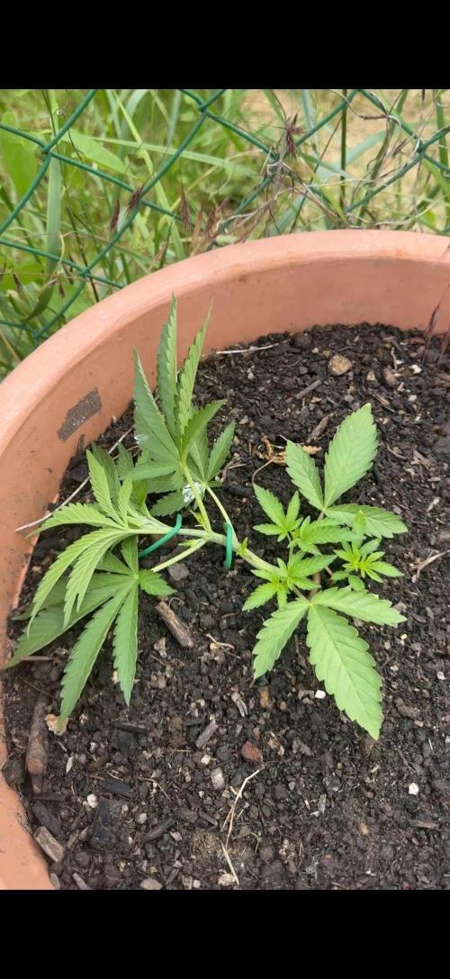 Garden Grow 2026 Go big or go home. Week 1 - Gary Sherbet