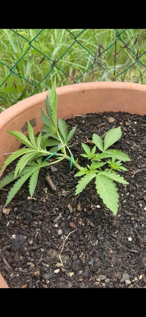 Garden Grow 2026 Go big or go home. Week 1 - Gary Sherbet