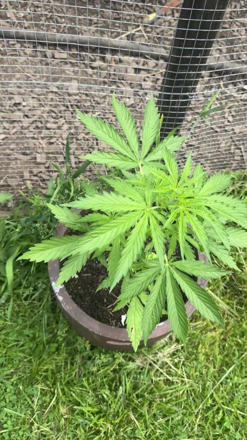 Garden Grow 2026 Go big or go home