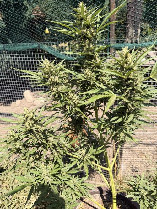 Garden Grow 2026 Go big or go home. Week 9