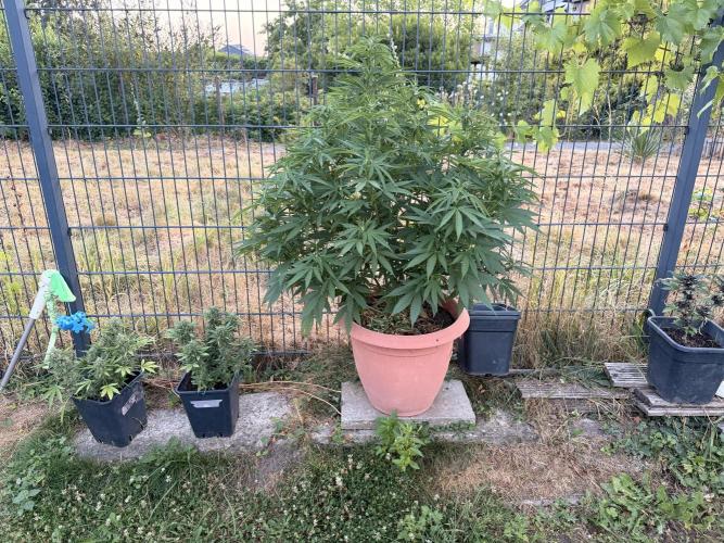 Garden Grow 2026 Go big or go home. Week 8 - Purple Lemonade with some autos on the left 