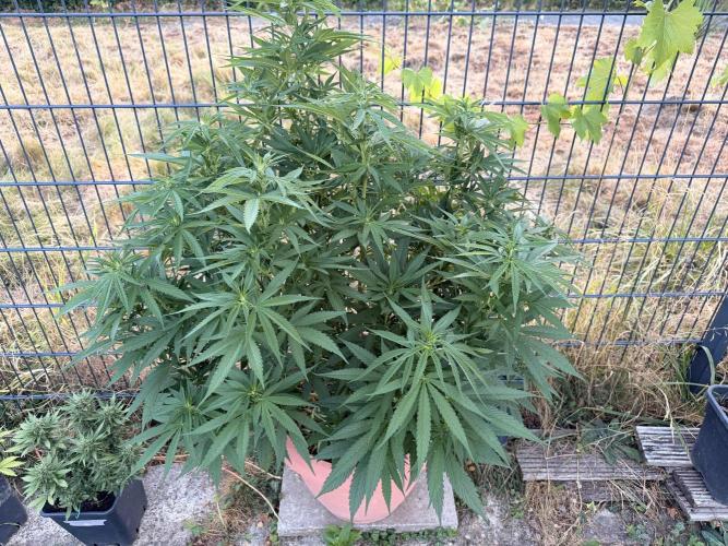 Garden Grow 2026 Go big or go home. Week 8 - Purple Lemonade 