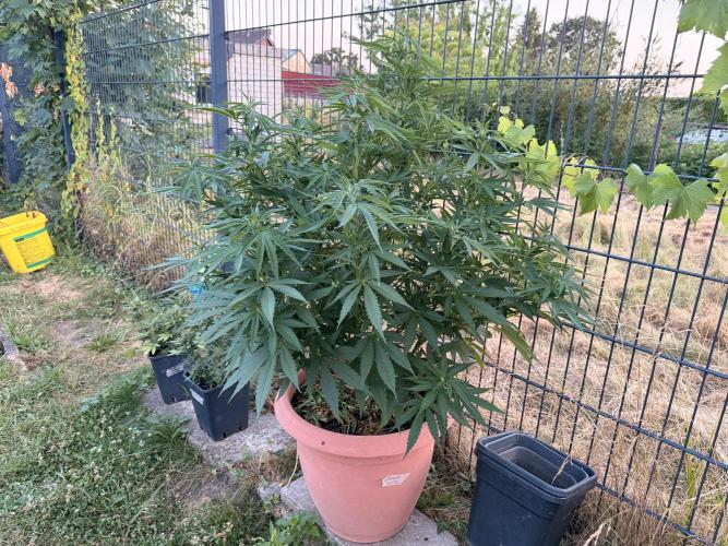 Garden Grow 2026 Go big or go home. Week 8 - Purple Lemonade 