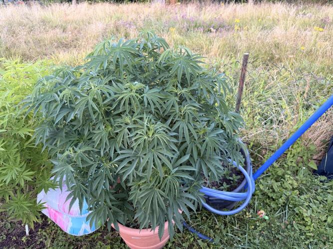 Garden Grow 2026 Go big or go home. Week 8 - Gary Sherbet 