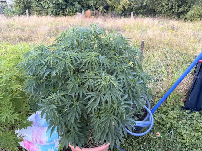 Garden Grow 2026 Go big or go home. Week 8 - Gary Sherbet