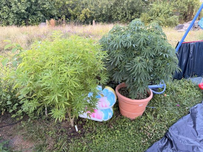 Garden Grow 2026 Go big or go home. Week 8 - Gary Sherbet and green Gelato on the left 