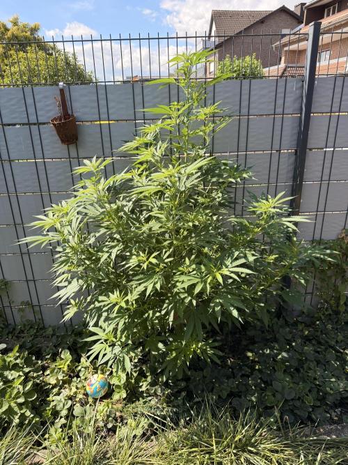 Garden Grow 2026 Go big or go home. Week 3 - Wedding Cheesekake 